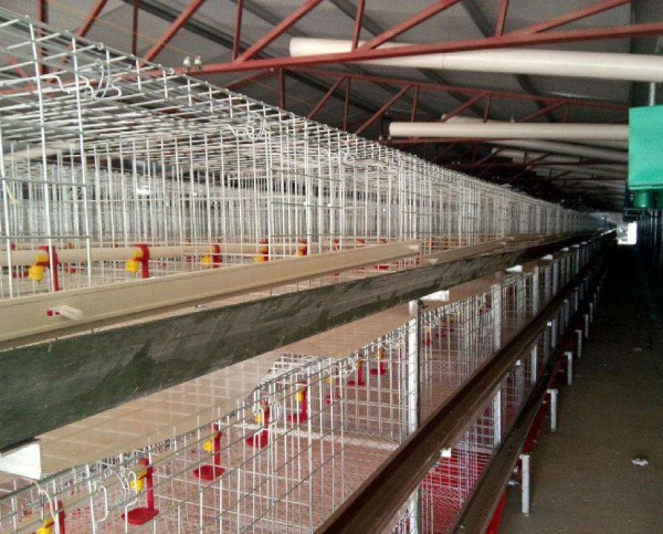 家禽養殖籠具
