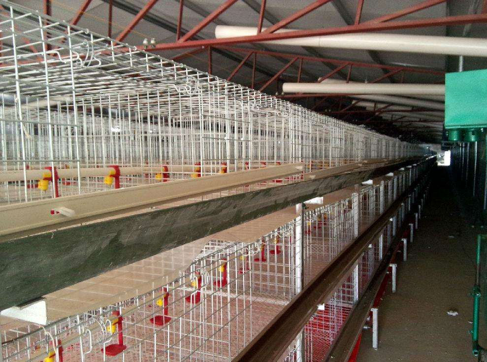 Poultry farming cage